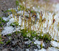 dreamstimefree_62168