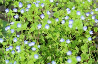 聖書の律法とは　～律法も恵み～