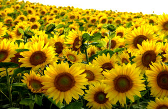 聖書の愛とは　～神様がしたように～